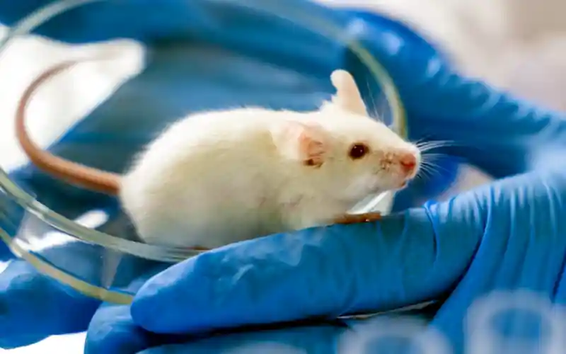 white mouse