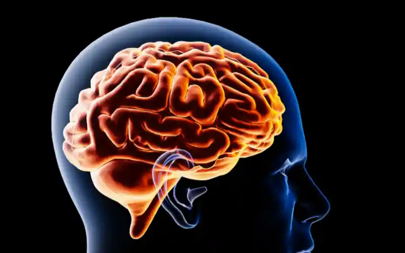 brain