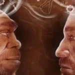 homo neanderthalensis, homo sapiens