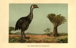 moa