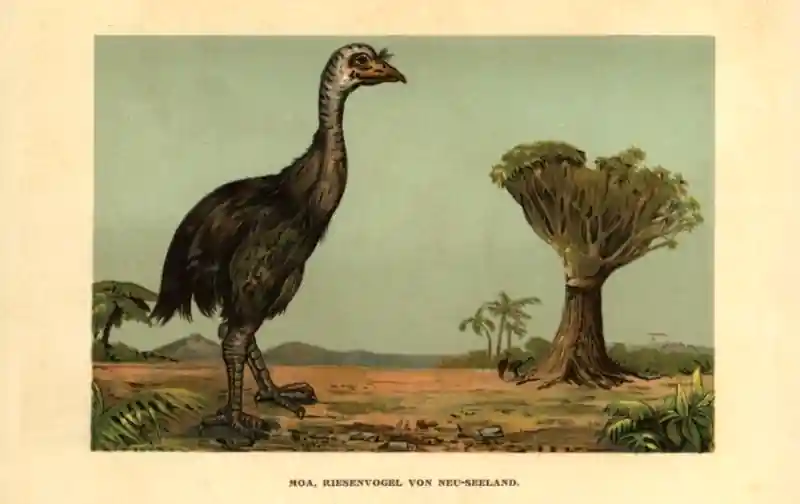 moa