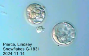 embryo
