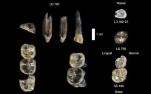 Hominida fossils