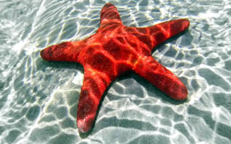 Sea star