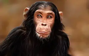 Chimpanzee