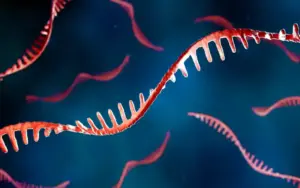 Rna
