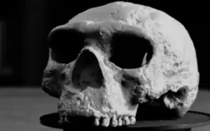 Replica: the skull is a million years old but has some modern features - source: BBC