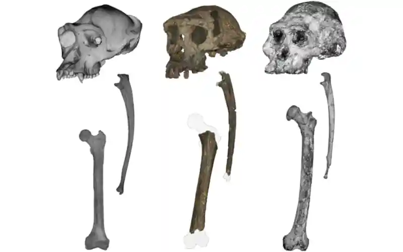 Chimpanzee Sahelanthropus Australopithecus